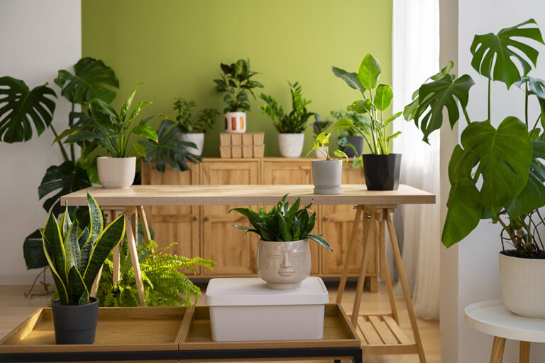 The Benefits of Indoor Plants