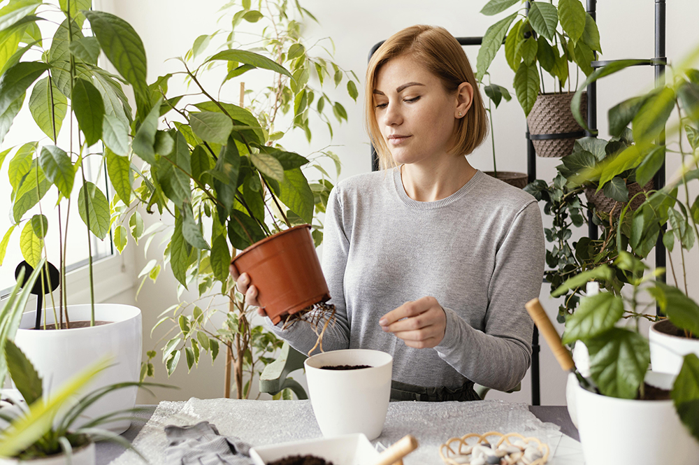 The Benefits of Indoor Plants