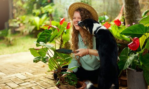 Young happy woman cuddling and playing with dog. Caucasian female gardener wearing straw hat planting flowers and taking care of potted plants with pet laughing happily. Gardening concept