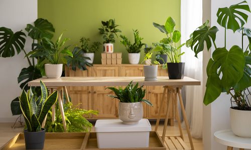 The Benefits of Indoor Plants